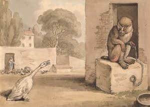 Um ganso e um babuíno de Samuel Howitt