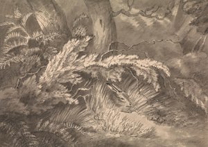 Uma Lebre na Borda da Madeira de Samuel Howitt