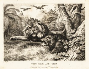 Um leão e um javali lutam enquanto os abutres circulam acima. 1811 (gravura)
