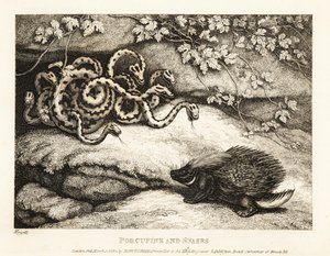 As penas afiadas de um porco-espinho expulsam um ninho de cobras de uma caverna 1811 (gravura)