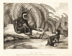 Um macaco sem cauda pede a uma raposa alguma da sua cauda. Macaco e raposa. 1811 (gravura)