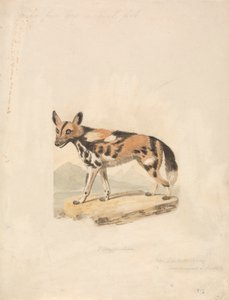 Cão abissiniano