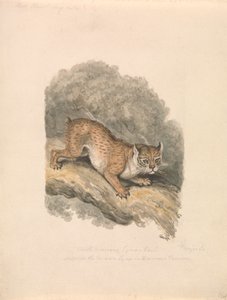 Lince norte-americano de Samuel Howitt