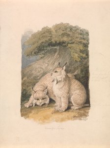O lince canadiano da Vida de Samuel Howitt