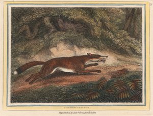 A Raposa Caçada de Samuel Howitt