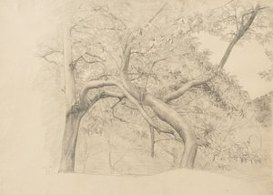 Um emaranhado de árvores na folhagem, 1884 (grafite sobre papel brilhante)