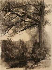 Paisagem com árvore grande, 1884 (carvão sobre papel lustrado)