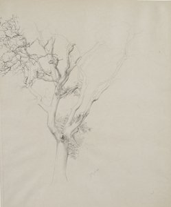 Estudo da árvore, 1884 (grafite em papel cinza)