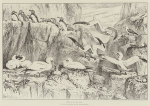 Pássaros no Bass Rock, no Museu de História Natural, South Kensington de Samuel John Carter