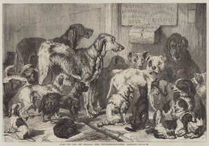 Casa para cães perdidos e famintos, Hollingsworth-Street, Islington