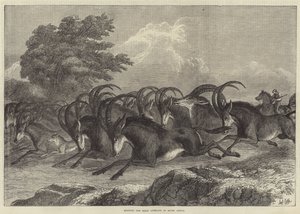 Caça ao Antílope Sable na África do Sul