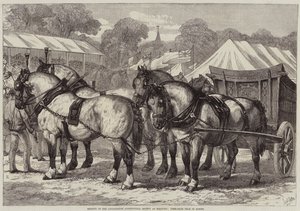Reunião da Sociedade Agrícola de Lincolnshire em Sleaford, Primeira Equipe de Cavalos do Prêmio