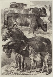 Prêmio cavalos e gado na reunião de Oxford da Royal Agricultural Society