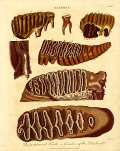 Os dentes permanentes; ou moedores do elefante de Samuel John Neele