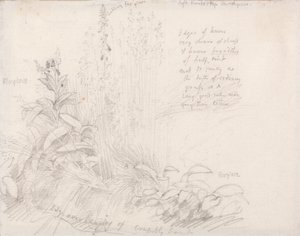 Foxgloves de Samuel Palmer