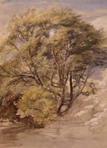 Estudo de um salgueiro, c.1850 (aguarela sobre papel) de Samuel Palmer