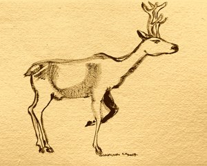 Elegante veado da floresta de Santhosh ch