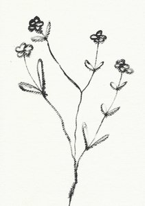 Desenho botânico minimalista de Santhosh ch