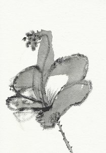 Estudo floral monocromático de Santhosh ch