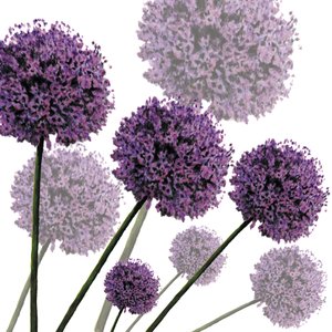 Allium Fernandez, 2004 (digital) de Sarah Hough