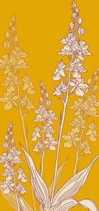 Orquídea Aranha, 2017 de Sarah Hough