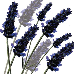Sweet Lavender, 2004 (digital) de Sarah Hough