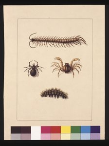 Página 11. Insectos de Nova Gales do Sul. Agora conhecido como Centopeia Comum, gênero Aranha Isopeda, Caranguejo Soldado, Lagarta, c.1789-90 (aquarela)