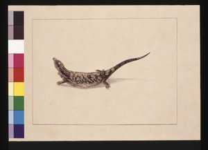 Página 12. O Lagarto Scincoid, ou Skinc-Formed Lizard. Agora conhecido como Lagarto de Tongue-azul, c.1789-90 (aquarela).