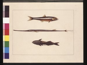 Página 13. Atherine, Tabacco, Peixe Cachimbo, Peixe Remora. Agora conhecido como Biqueirão, Boca de Flauta e Peixe Chupador, c.1789-90 (aquarela)
