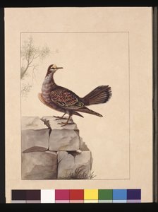 Página 15. Pombo Alado Dourado. Agora conhecido como Pombo de Bronzewing da Floresta, c.1789-90 (aguarela). de Sarah Stone