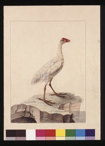 Página 16. Fulica branca. Agora conhecido como Gallinule Branco (extinto), c.1789-90 (aguarela).
