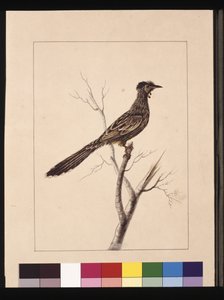 Página 17. Comedor de Abelhas Wattled. Agora conhecido como uma ave de aquário vermelha, c.1789-90 (aguarela). de Sarah Stone