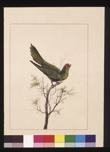 Página 18. Paraquet pequeno. Agora conhecido como um Little Lorikeet, c.1789-90 (aquarela) de Sarah Stone