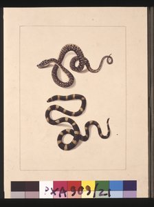 Página 21. Serpentes No. 1 & No.2. Agora conhecida como cobra diamante jovem & Bandy bandy, c.1789-90 (aguarela)