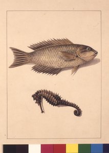 Página 2. Cyprinaceous Labrus e Hippocampus. Agora conhecido como Lixo ou Papagaio, peixe e Cavalo Marinho, c.1789-90 (aguarela)