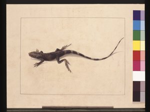 Página 31. Lagarto assassinado. Agora conhecido como um Dragão Árvore, c.1789-90 (aguarela)