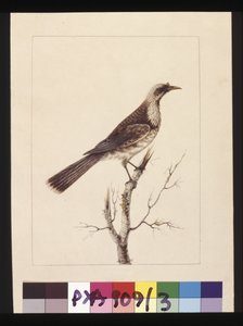 Página 3. Knob, Fronted Bee Eater: Assinado por L.C. Sarah Smith. Agora conhecida como ave frade, c.1789-90 (aguarela) de Sarah Stone