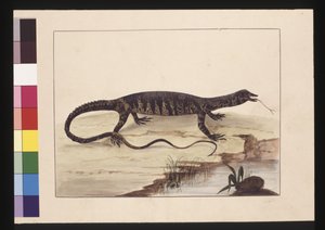 Página 6. Lagarto variegado. Agora conhecido como Goanna, c.1789-90 (aguarela)