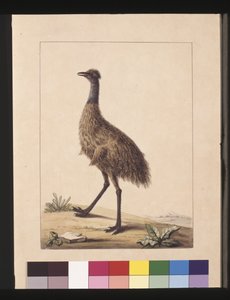 Página 7. New Holland Cassowary. Agora conhecido como Emu, c.1789-90 (aguarela).
