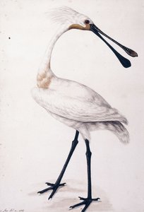 Colhereiro, 1777