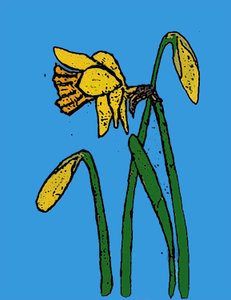 Daffodils,2015 (monoimpressão com tintas) de Sarah Thompson Engels