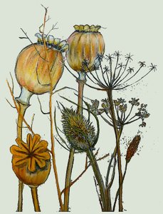 Cabeças de sementes secas,2019 (tinta monoprint) de Sarah Thompson Engels