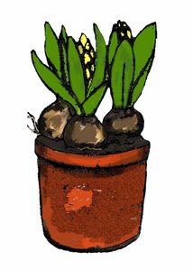 Hyacinth in a pot