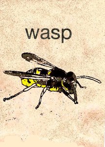 Wasp
