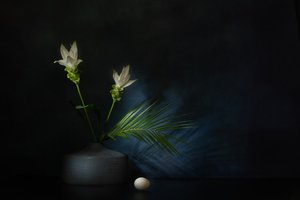  de Saskia Dingemans