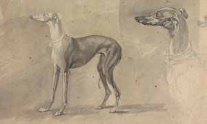 Um Galgo Cinzento de Sawrey Gilpin