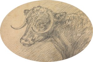 Cabeça de um Touro de Sawrey Gilpin