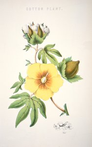 Uma planta de algodão (cor litho) de School American