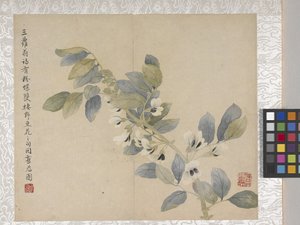 Álbum de 8 folhas de flores, meados de 1700 (tinta e cor sobre papel) de School Chinese