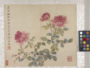 Álbum de 8 folhas de flores, meados de 1700 (tinta e cor sobre papel) de School Chinese